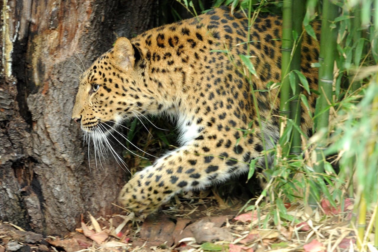 Ménagerie, Zoo of the Jardin des Plantes
