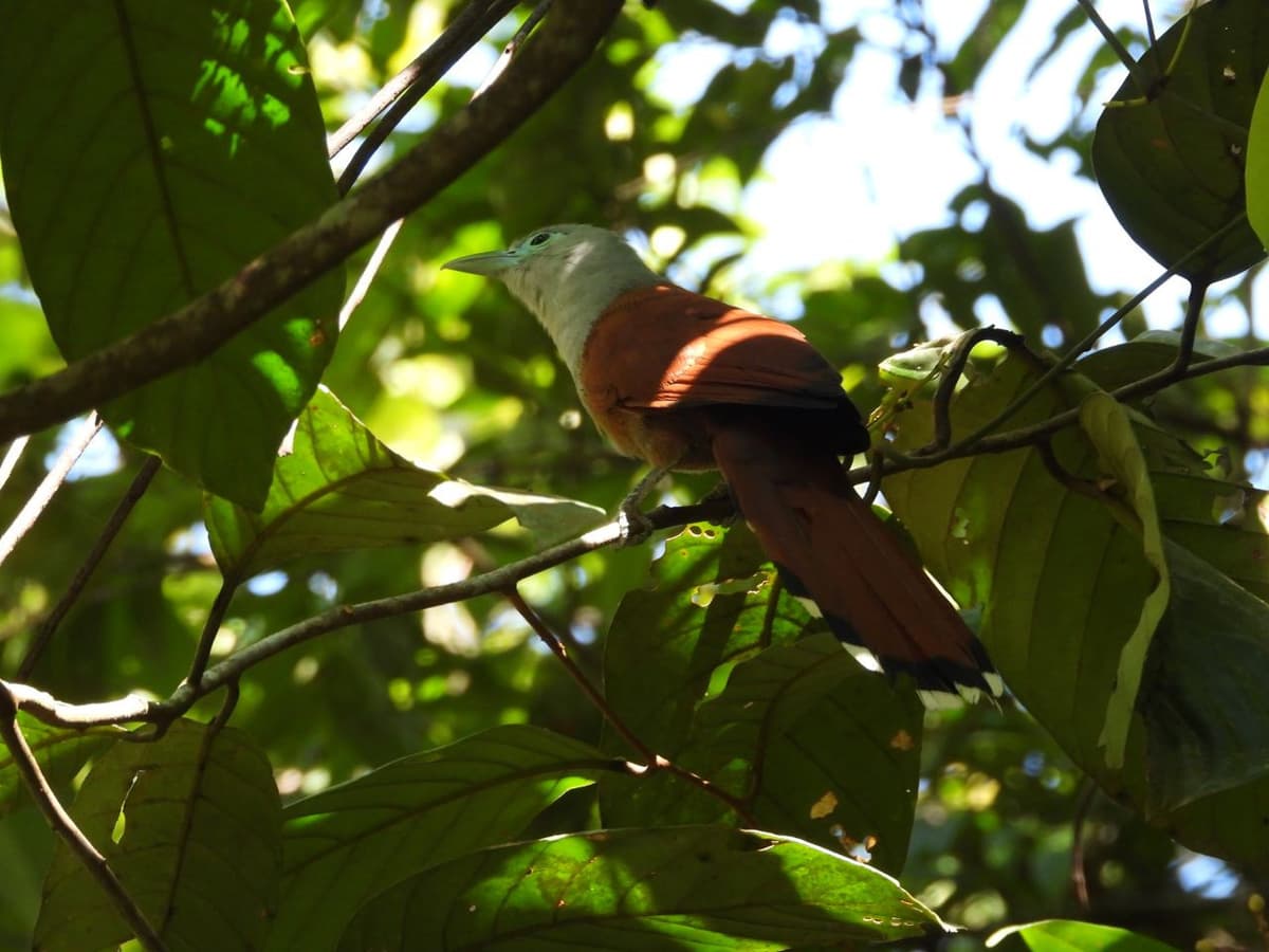 Desaru Coast Birdwatching Experience