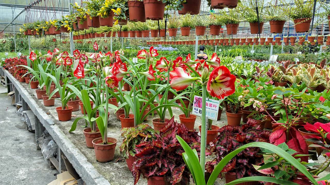 Cameron Highlands Tour from Kuala Lumpur – photo 15