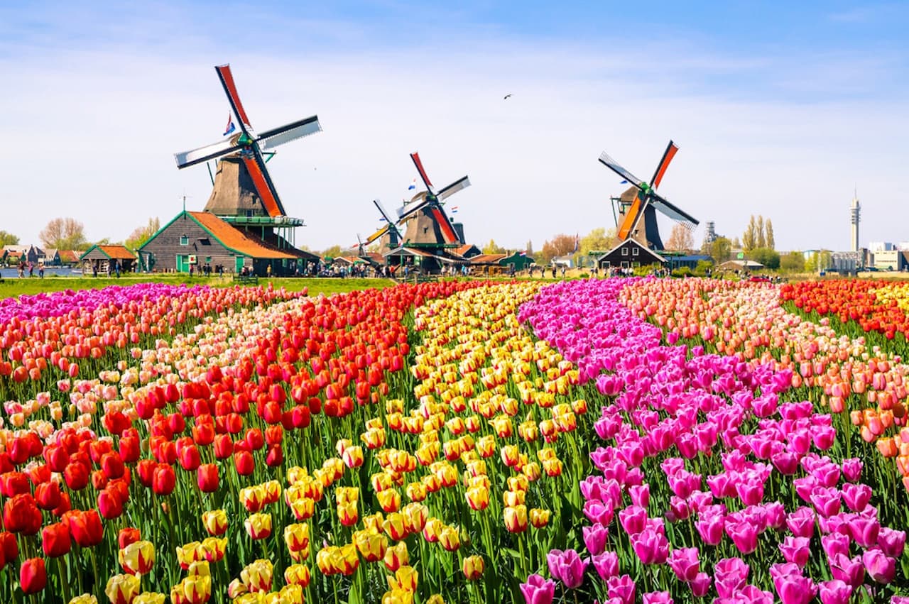 Zaanse Schans Windmill Village Tour with return transfers from Amsterdam