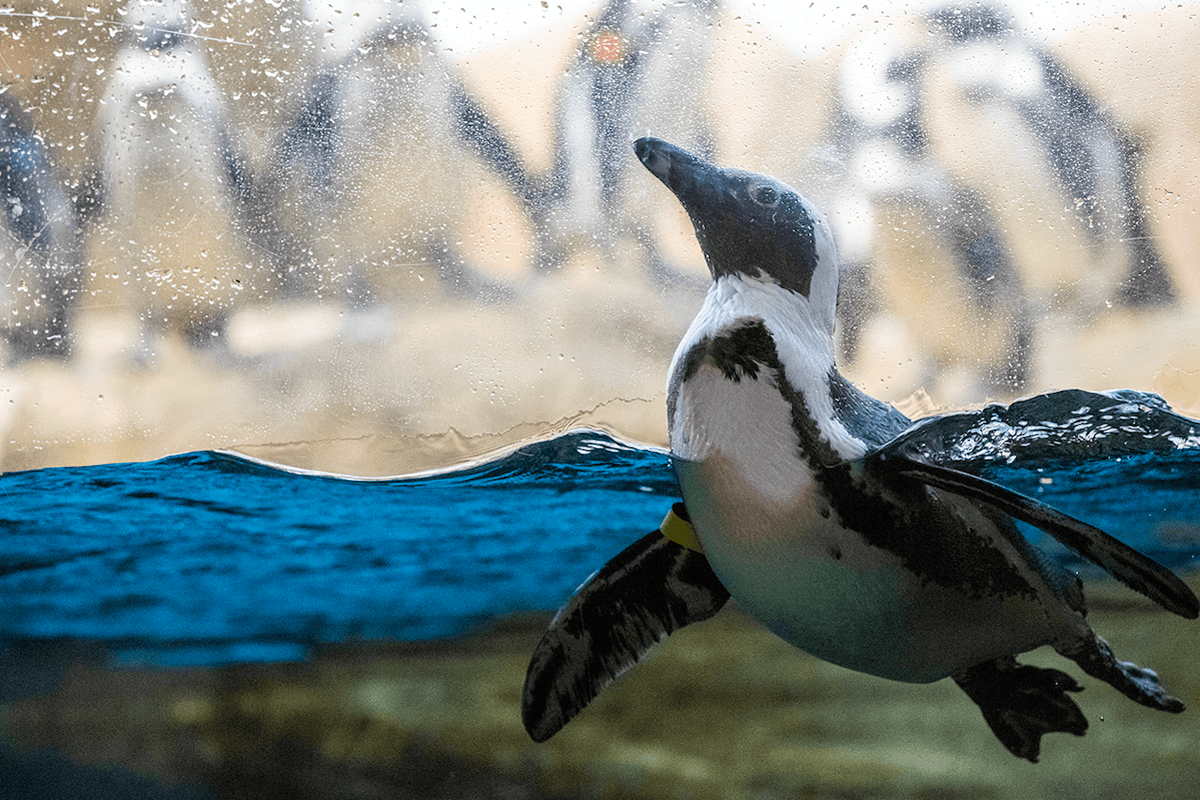 California Academy of Sciences Ticket