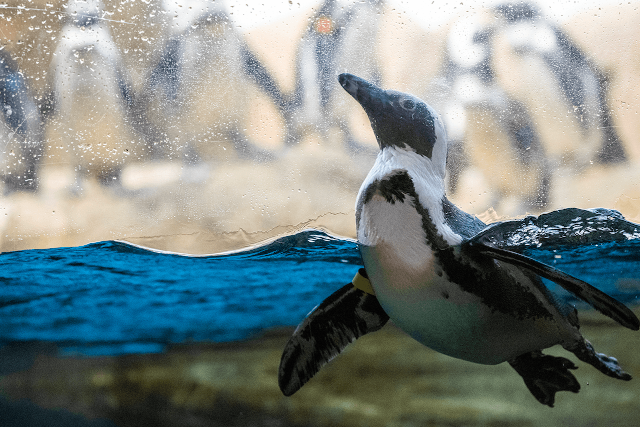 California Academy of Sciences Ticket