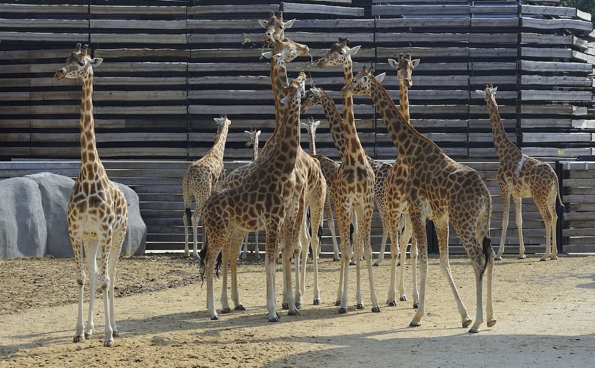 Paris Zoo (Parc Zoologique de Paris)