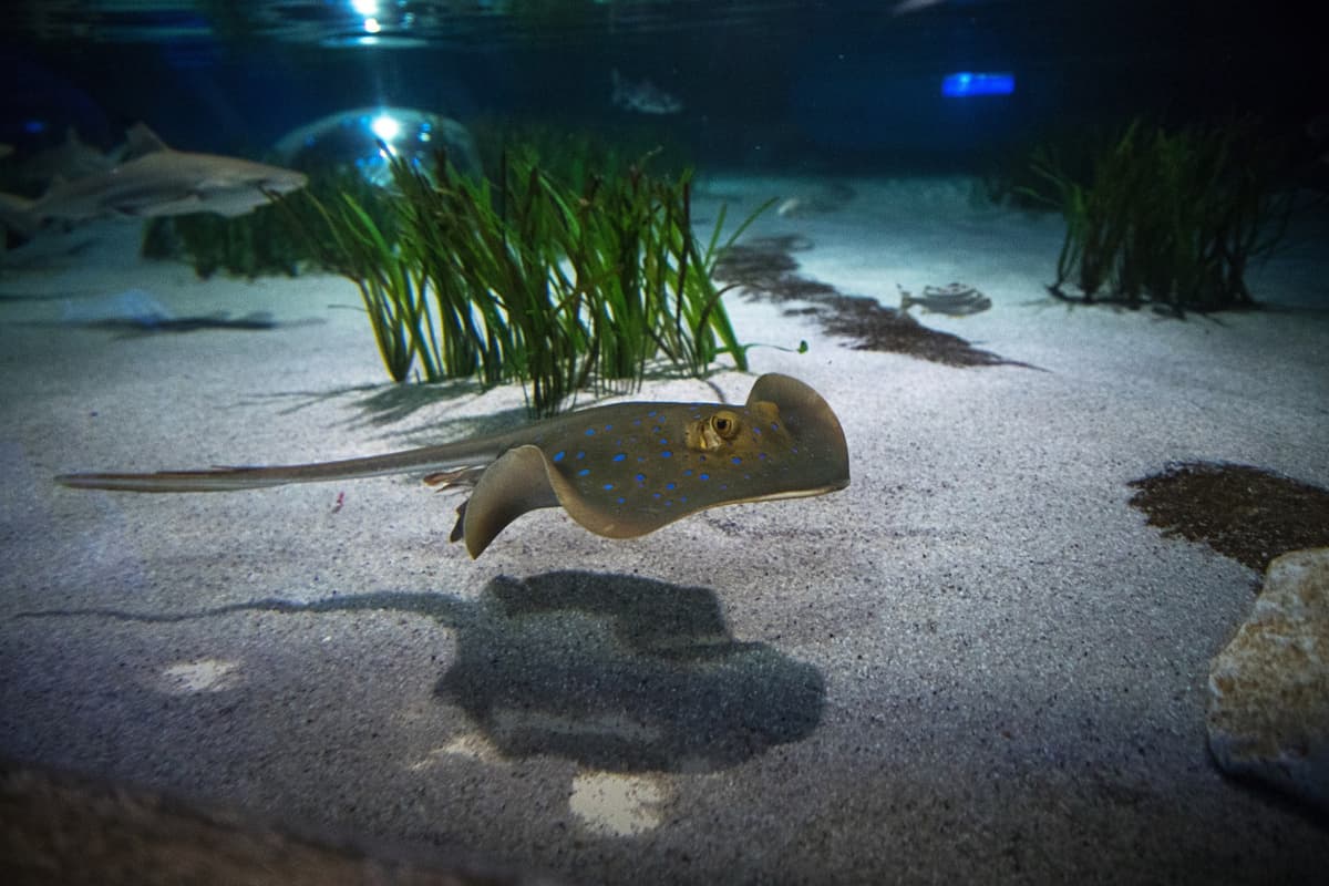 SEA LIFE Oberhausen Aquarium Ticket