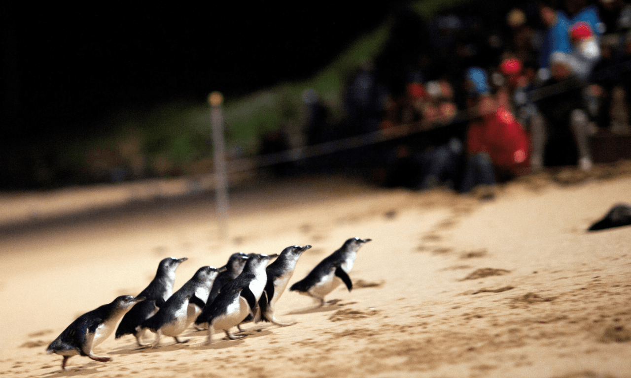 Phillip Island with Penguin Parade Eco Tour – photo 21
