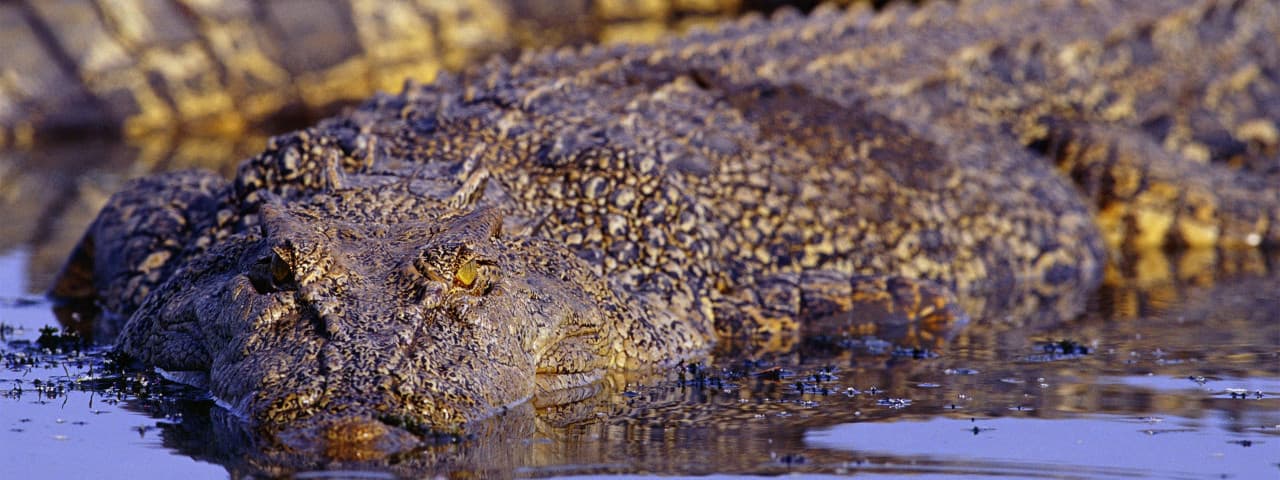 Adelaide River Jumping Crocs Cruise and Wetlands Tour from Darwin – photo 5