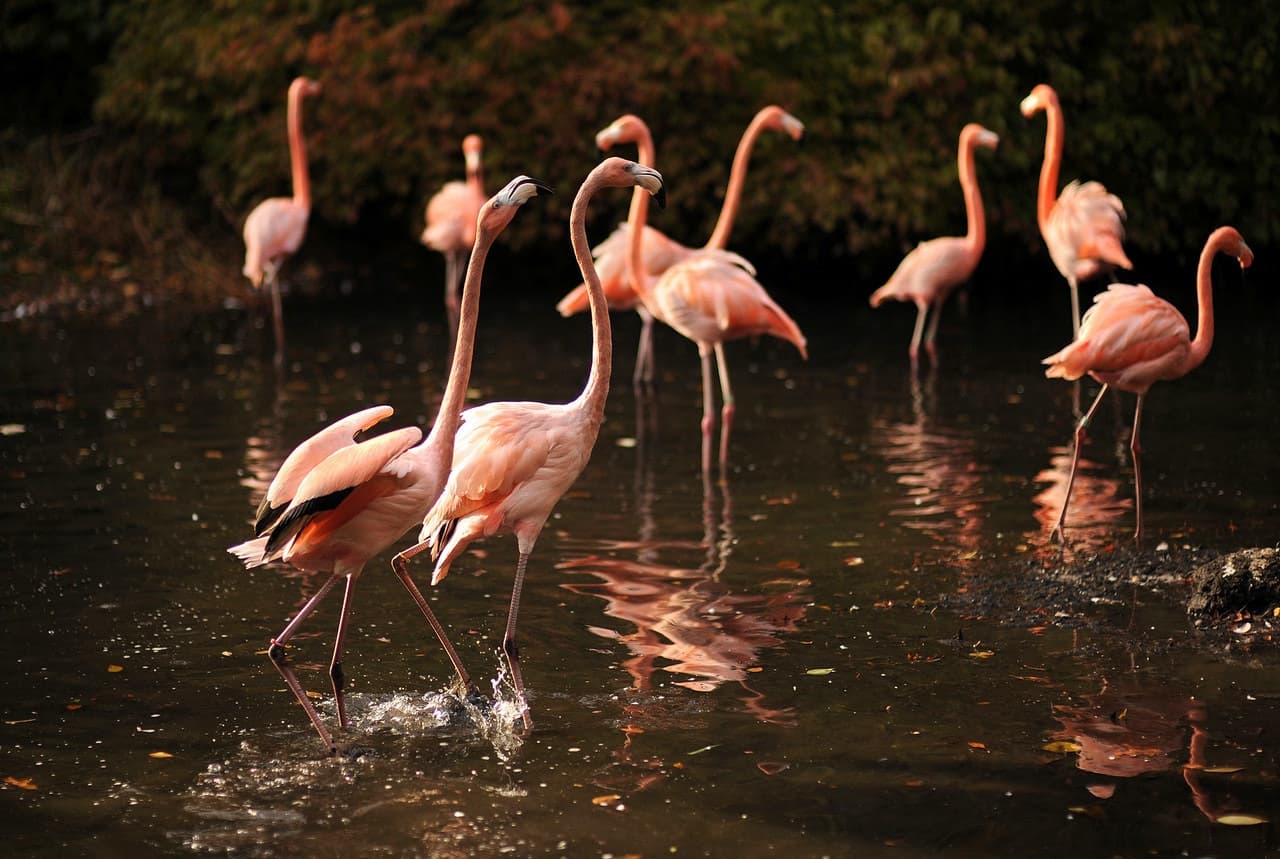 Bronx Zoo
