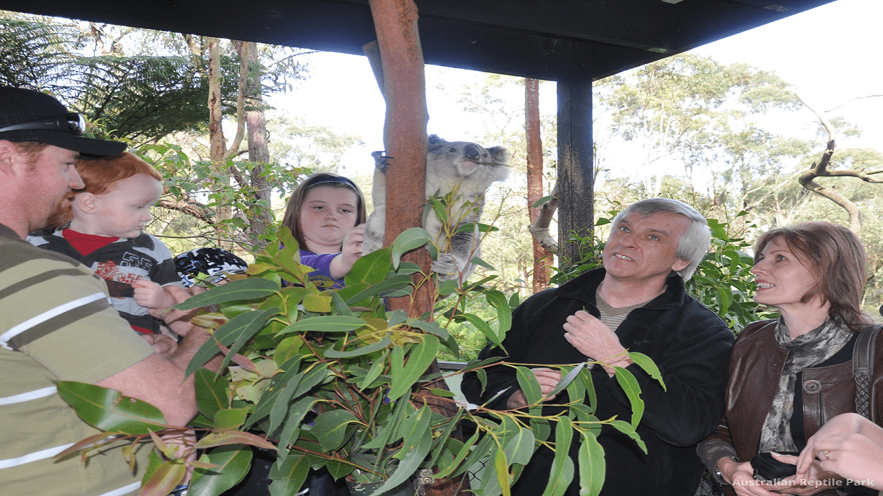 Australian Reptile Park – photo 26