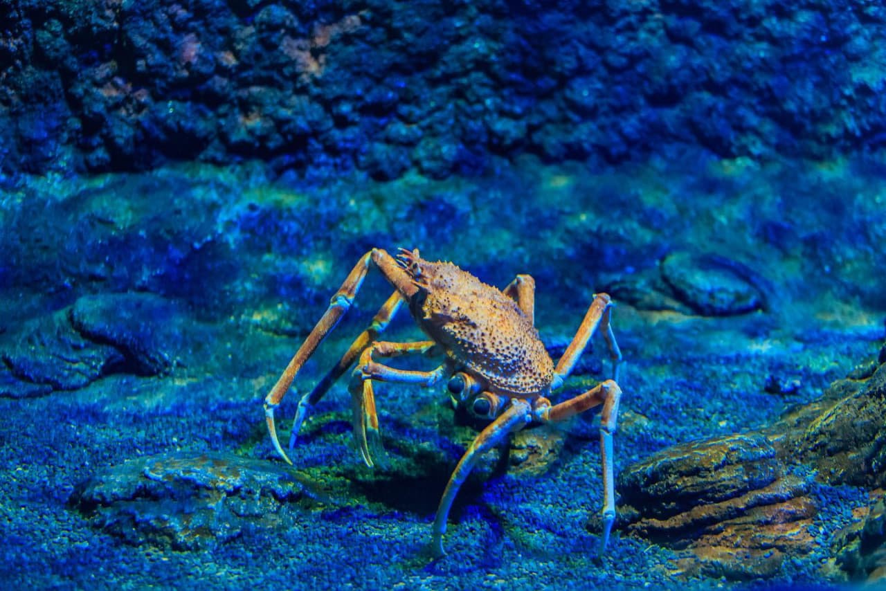 The National Aquarium Abu Dhabi Ticket – photo 4