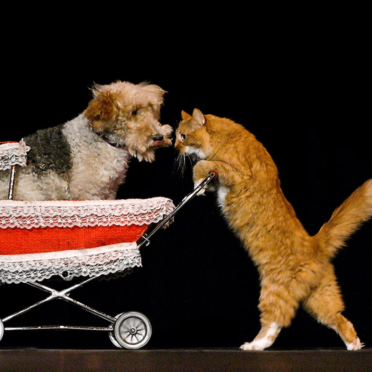 V Theatre Las Vegas - Popovich Comedy Pet Theatre