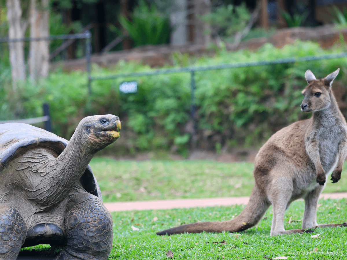 Australian Reptile Park