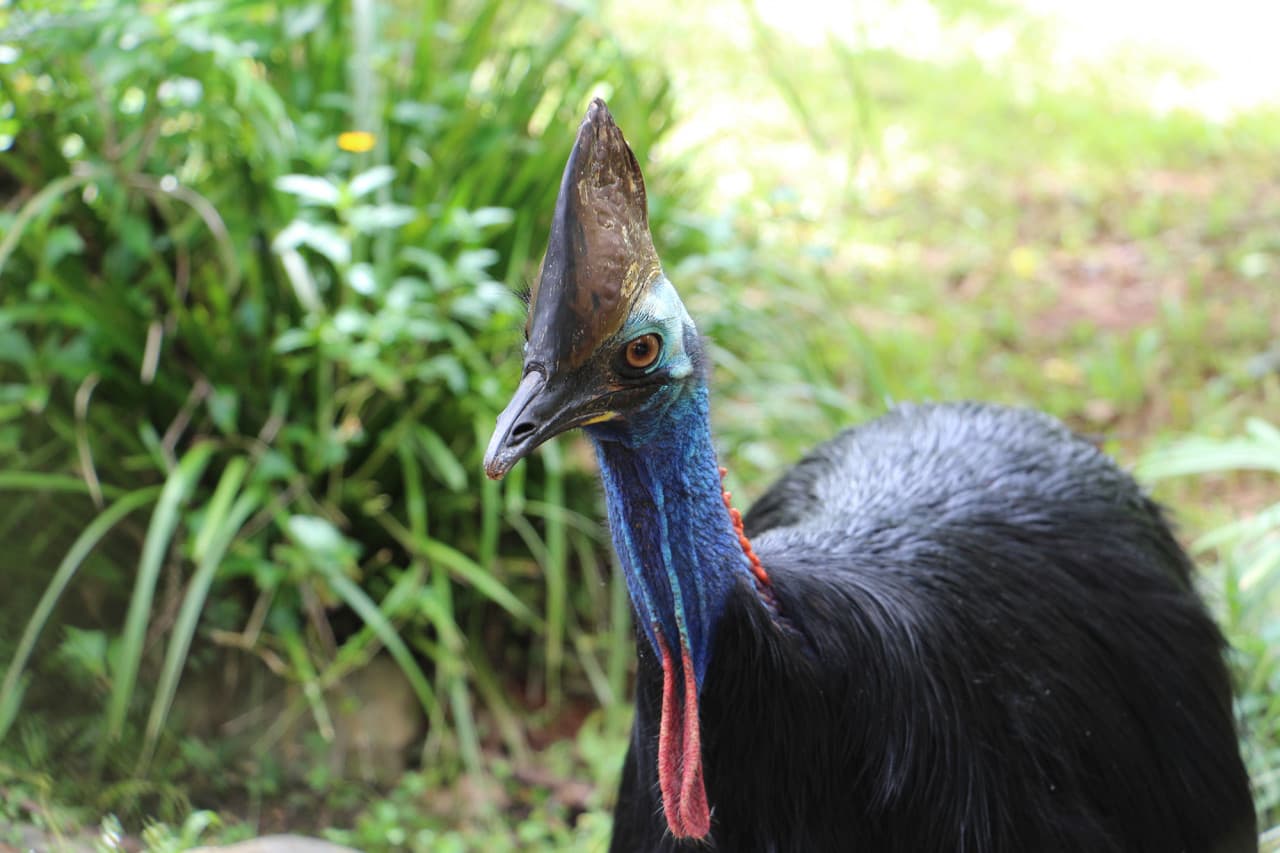 Kuranda Rainforestation Nature Park Full-Day Tour from Cairns with Kuranda Scenic Railway – photo 14