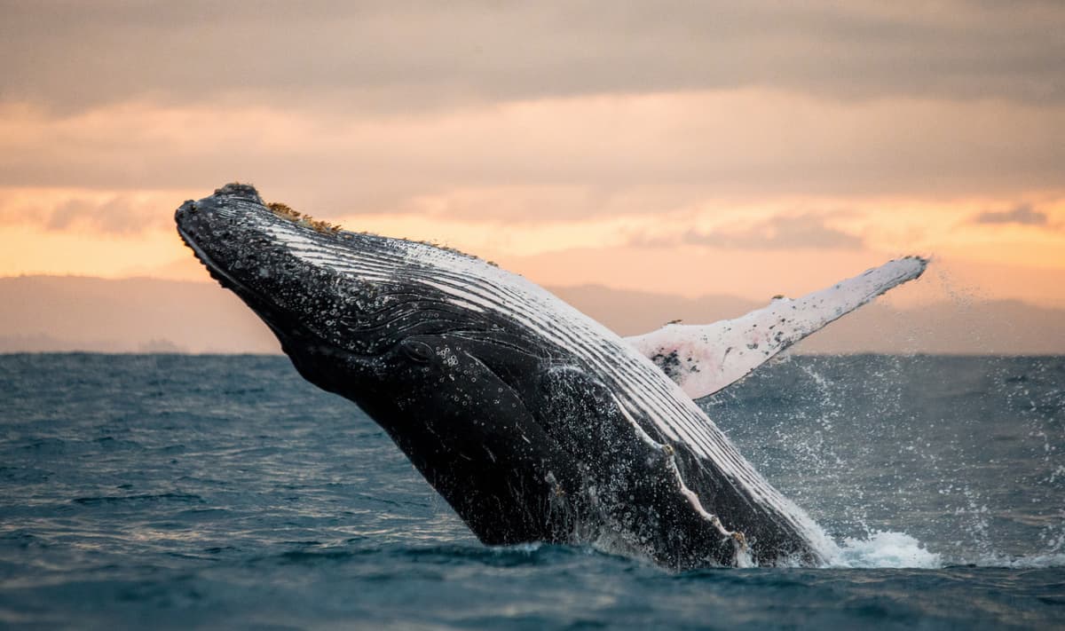 Go City San Diego Explorer Pass: Save up to 50% on Attractions