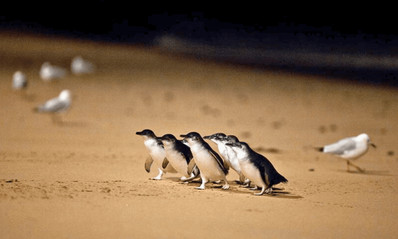 Penguins Express Tour from Melbourne – photo 7