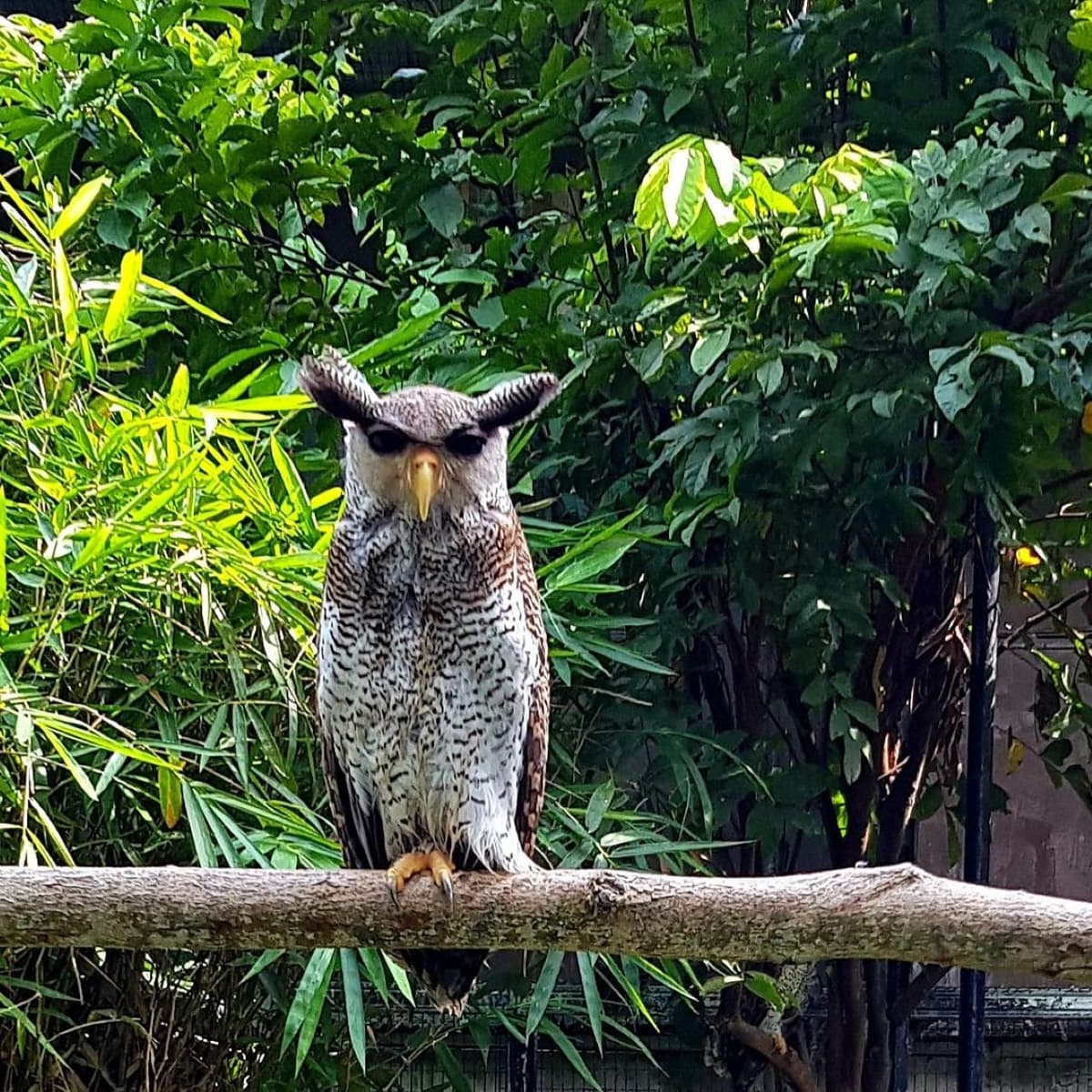 Penang Bird Park