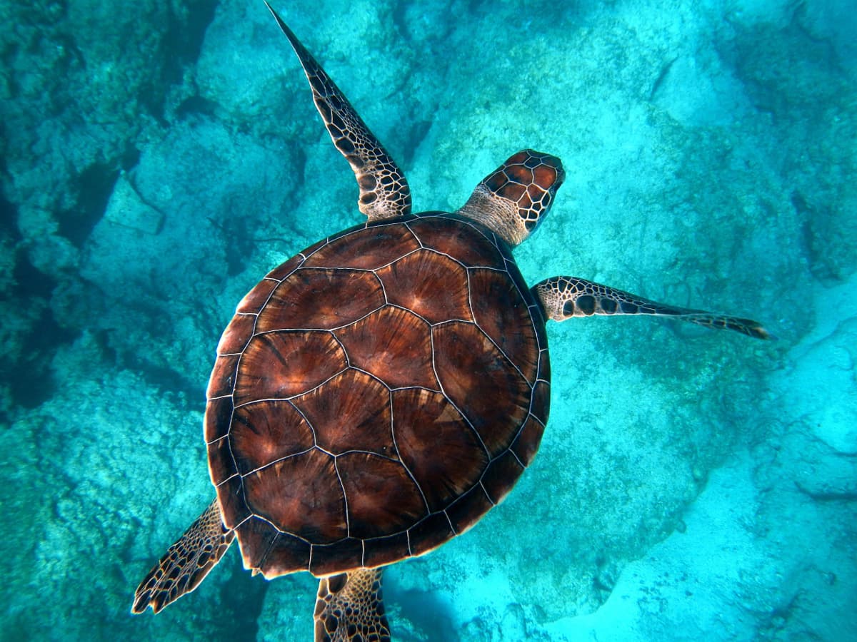 Tangalooma Wrecks & Dolphin Cruise Optional Round transfer from Brisbane City and Gold Coast