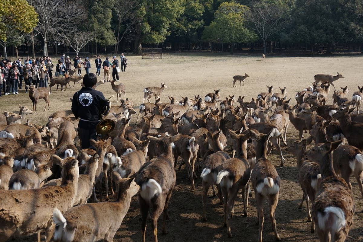 Kyoto and Nara Tour from Osaka