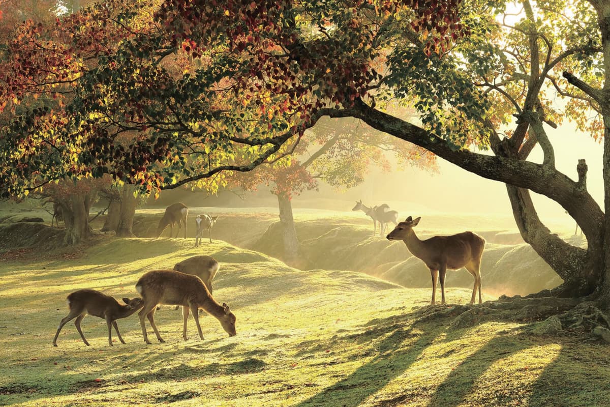 Kyoto and Nara Full-Day Tour from Kyoto