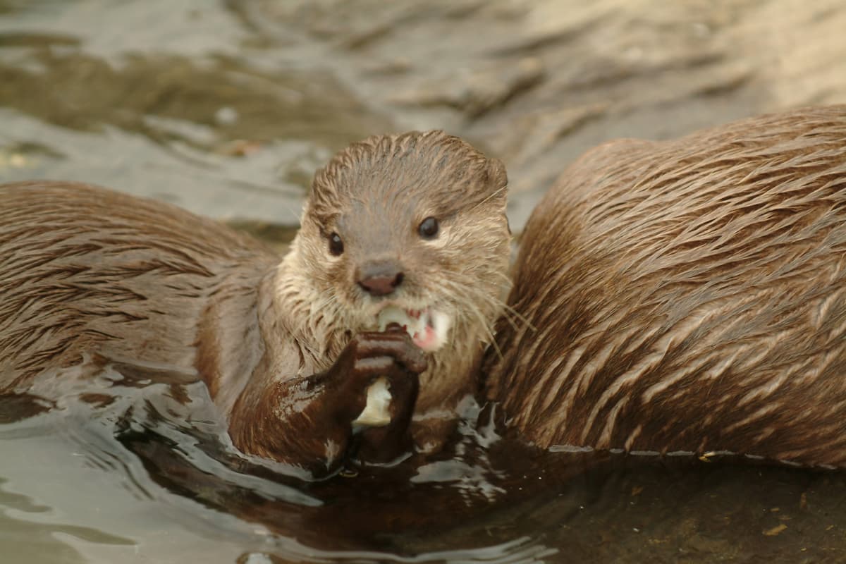 SEA LIFE Oberhausen Aquarium Ticket