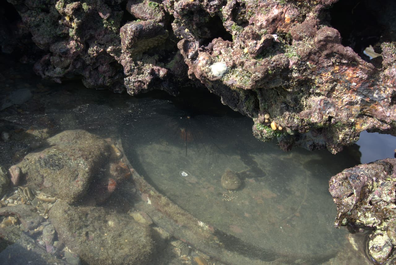 Desaru Beach and Tide Pool Walk – photo 37