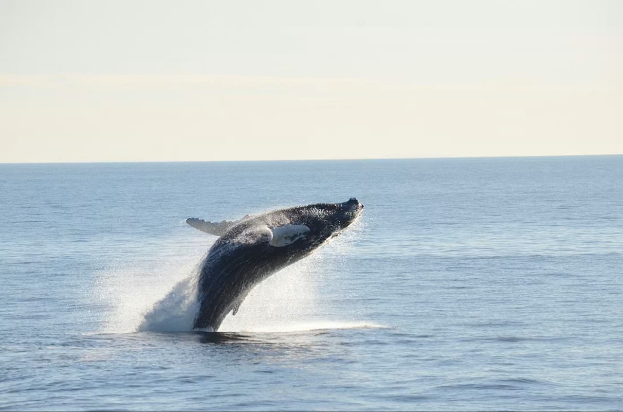 Boston Harbor Whale Watch Cruise – photo 8