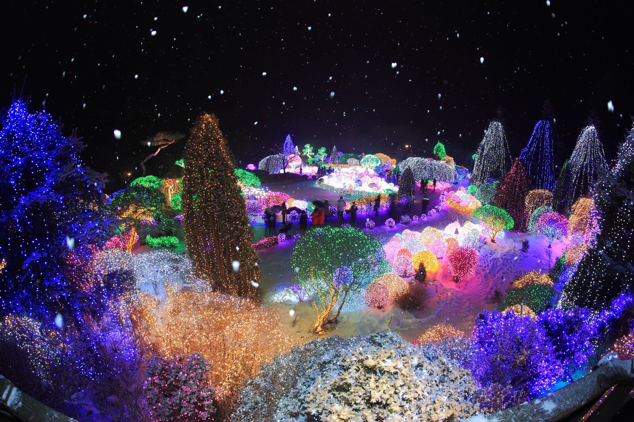 Alpaca World, Nami Island, and Garden of Morning Calm Tour from Seoul – photo 10