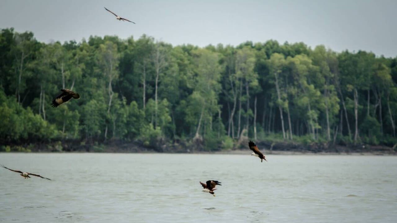 Eagle Watching Experience in Kuala Selangor