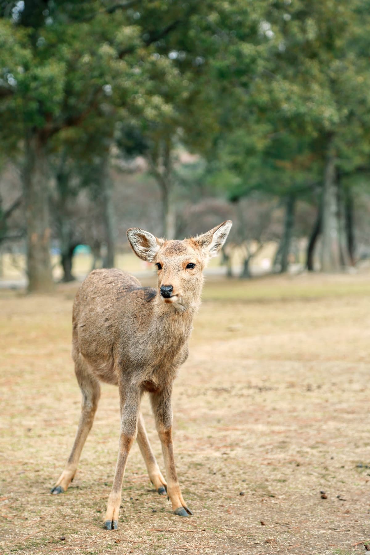 Kyoto and Nara Full-Day Tour from Osaka: Kiyomizudera Area, Fushimi Inari Taisha, Nara Park