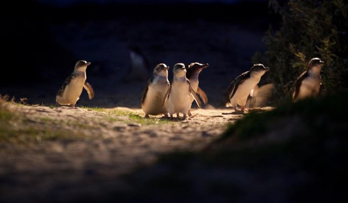 Phillip Island Nature Parks - Three-Park Pass