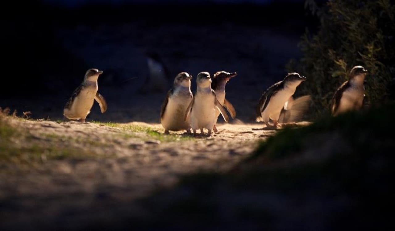 Phillip Island Nature Parks - Three-Park Pass