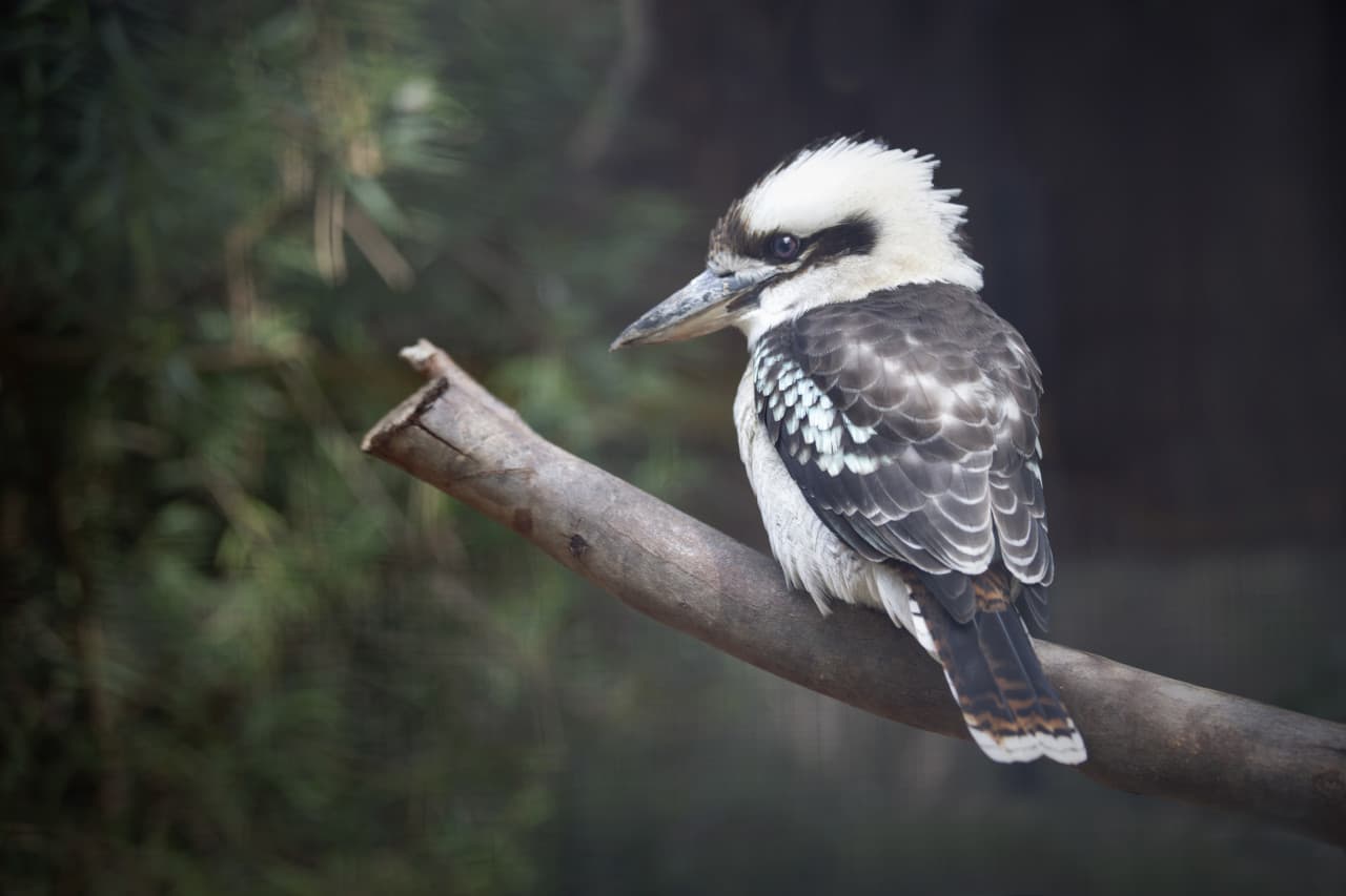 Moonlit Sanctuary Wildlife Conservation Park Ticket – photo 15