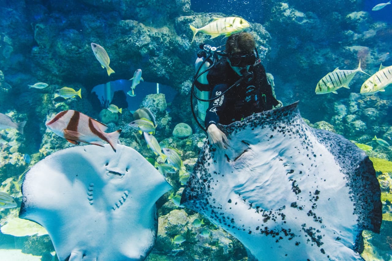 Cairns Aquarium Ticket – photo 2