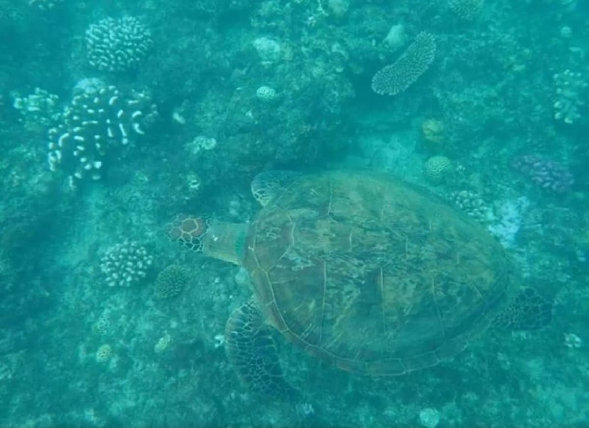 Kenting Houbihu Semi-Submarine Experience