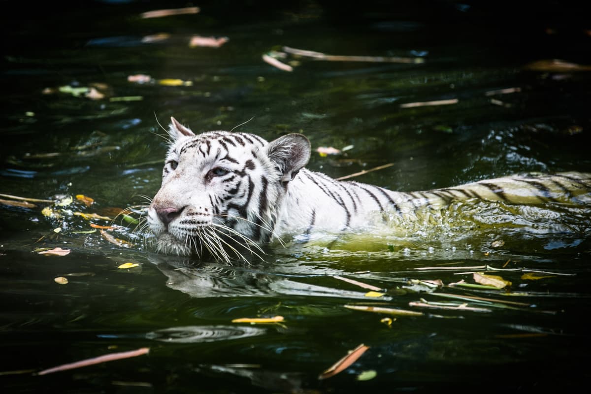 Zoo Negara Malaysia Ticket
