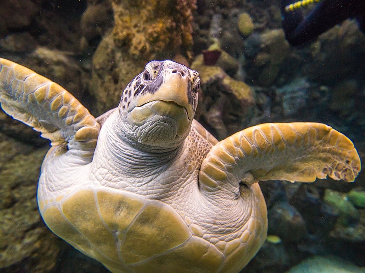The Florida Aquarium Ticket – photo 2