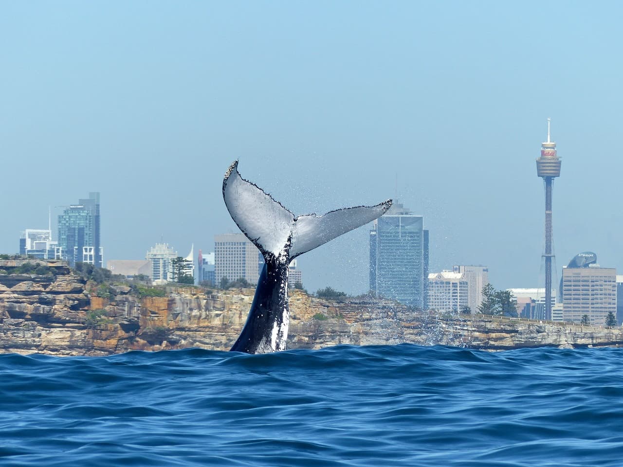 Sydney Whale Watching Cruise – photo 3