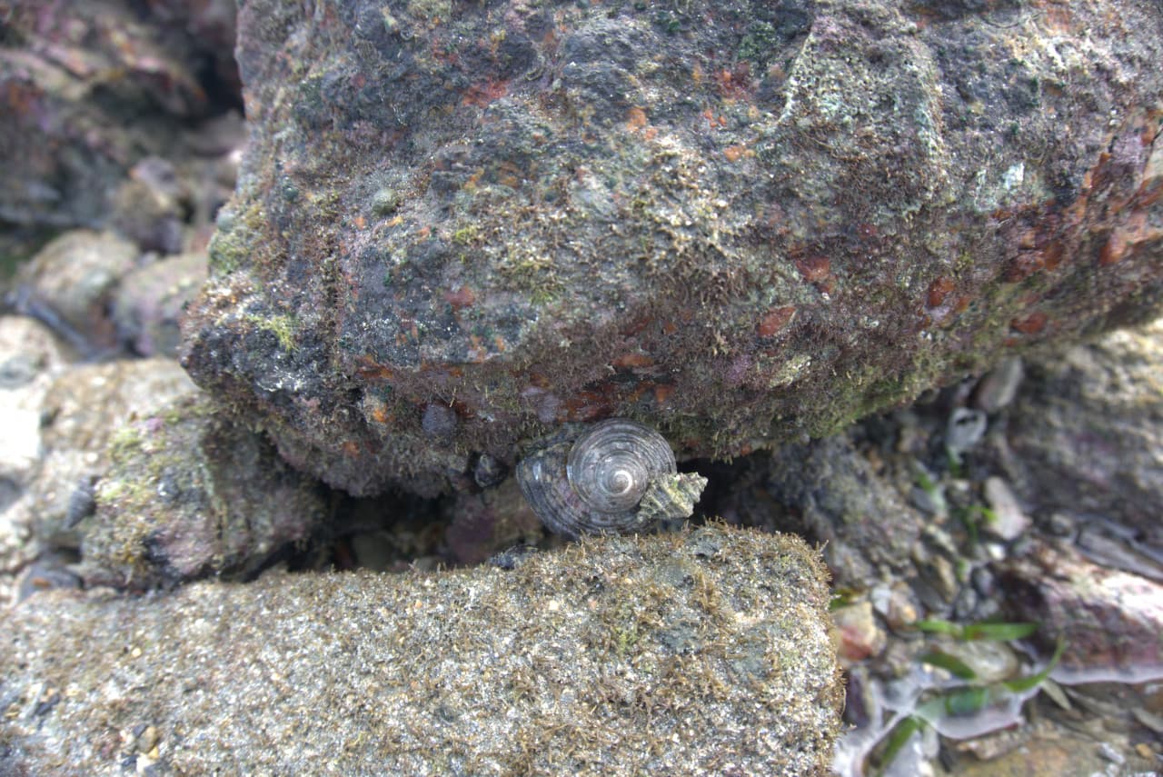 Desaru Beach and Tide Pool Walk – photo 29