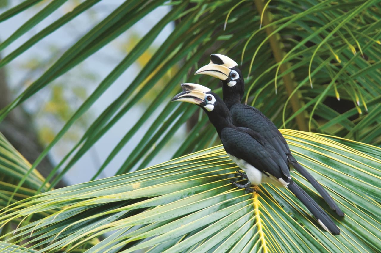 Langkawi Birdwatching Experience with Round Trip Transfer – photo 3