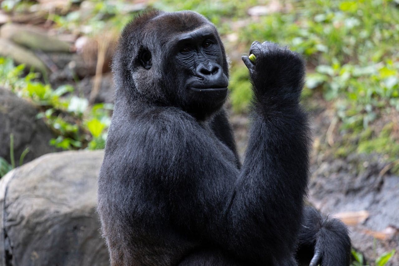 Zoo Atlanta Entry Ticket – photo 5