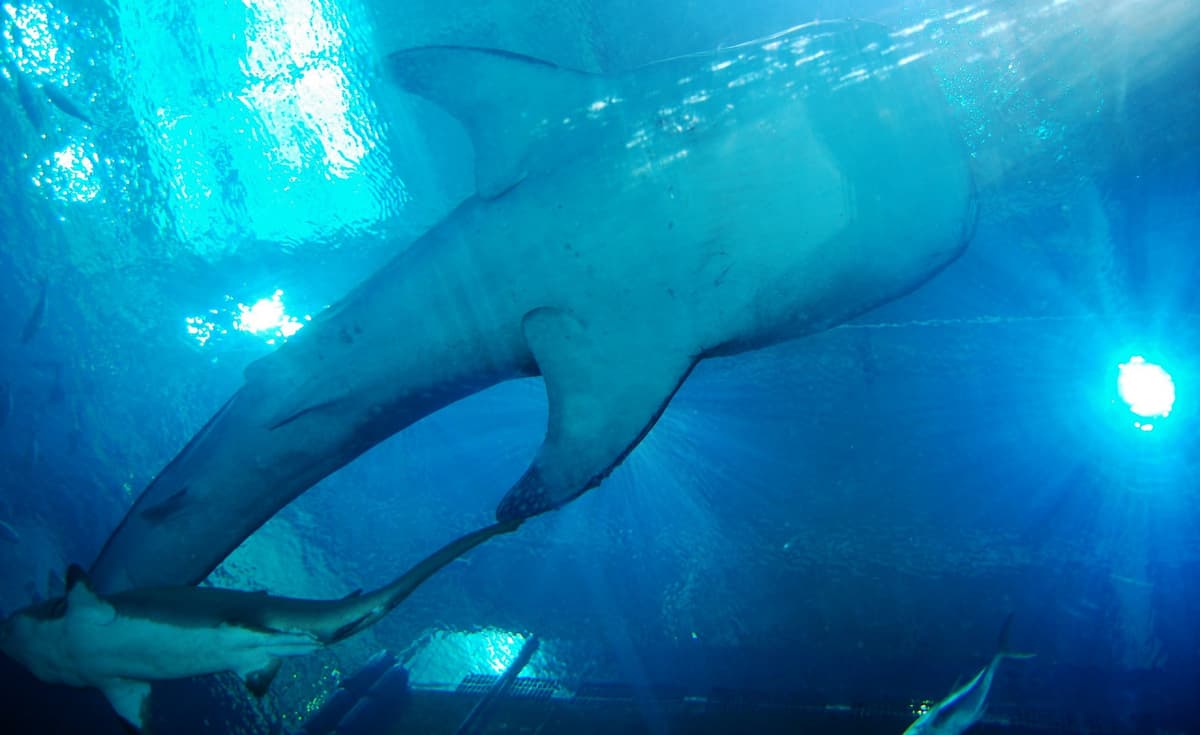 Okinawa Churaumi Aquarium