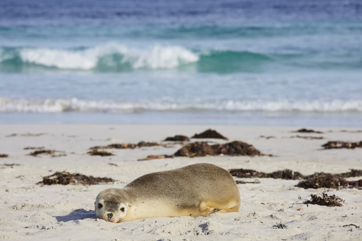 Kangaroo Island Tour from Adelaide