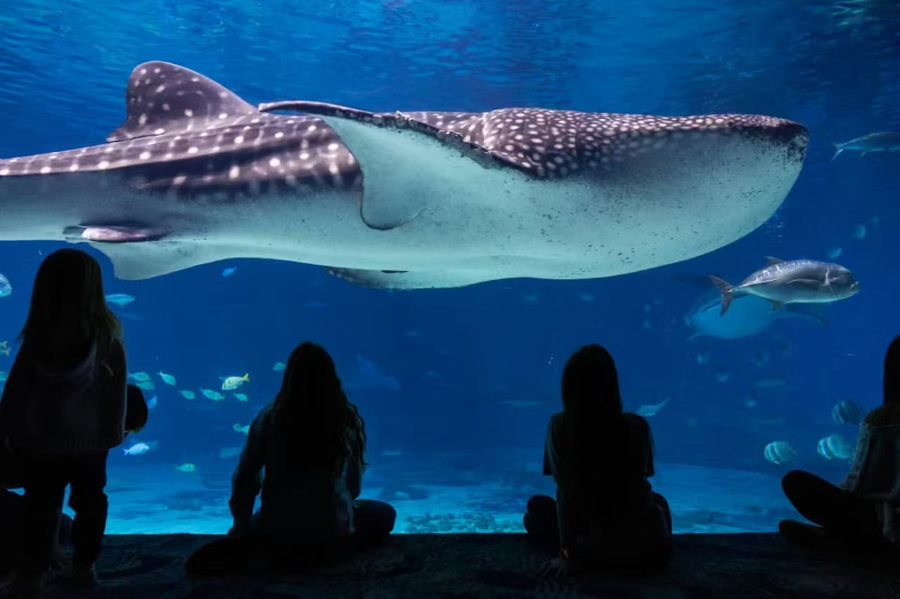 Georgia Aquarium: Fast Track Ticket – photo 2
