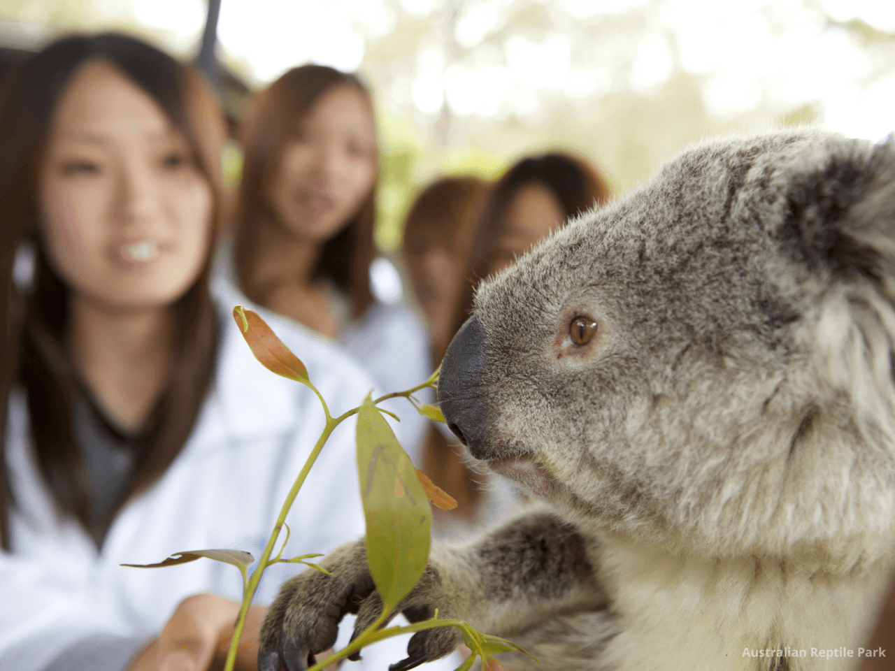 Australian Reptile Park – photo 27