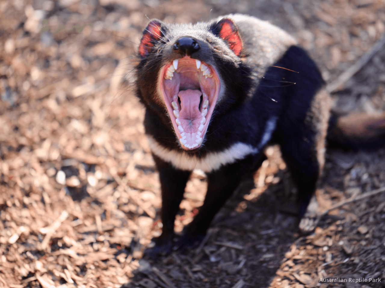 Australian Reptile Park – photo 40