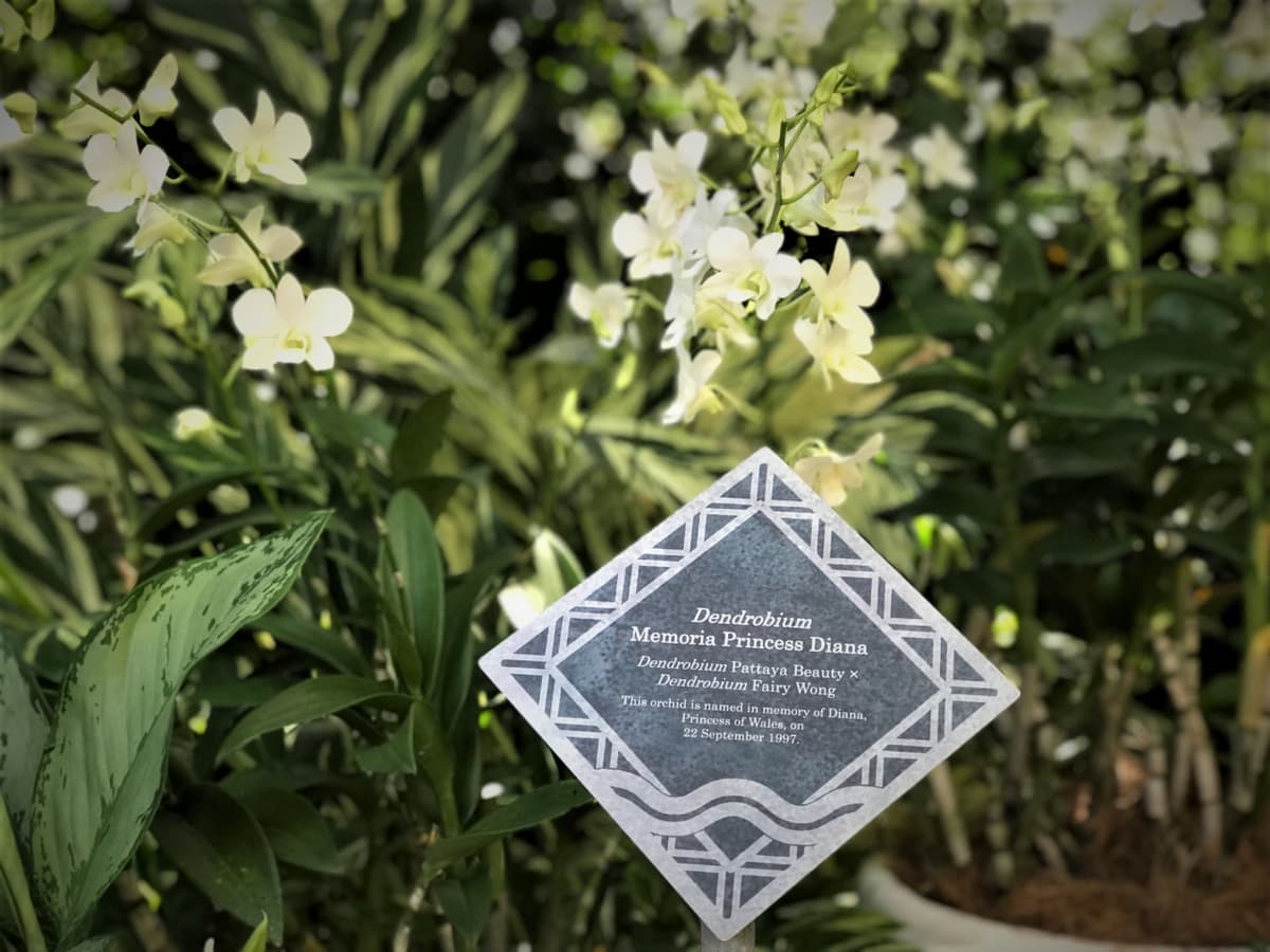National Orchid Garden Ticket