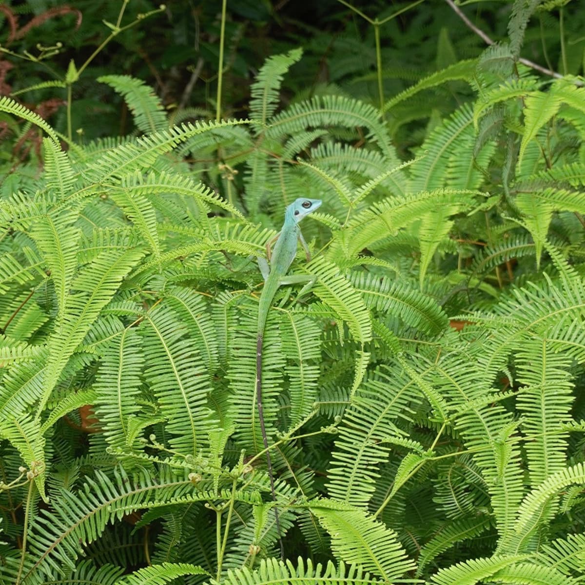 Desaru Riverside Garden Guided Walk