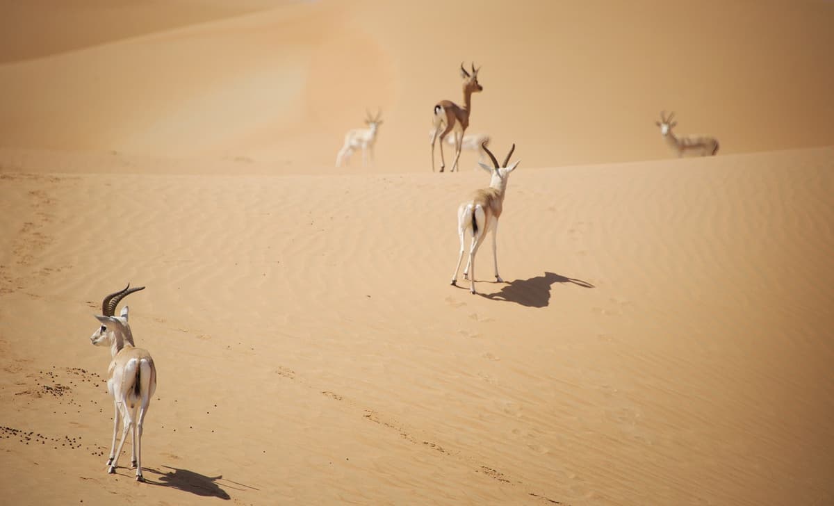 Dubai Desert Conservation Reserve Tour