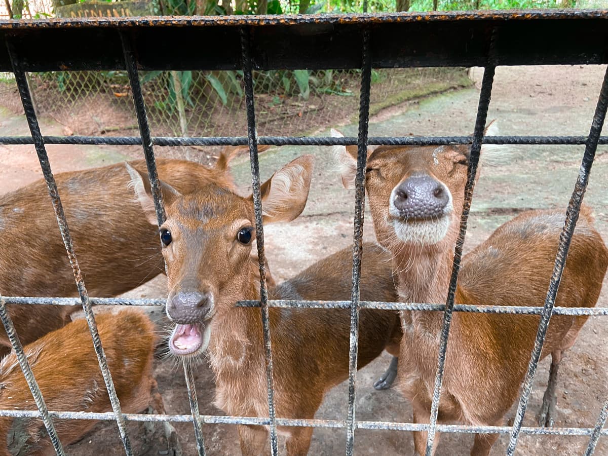 Batu Caves and Kuala Gandah Elephant Sanctuary Full-Day Tour from Kuala Lumpur