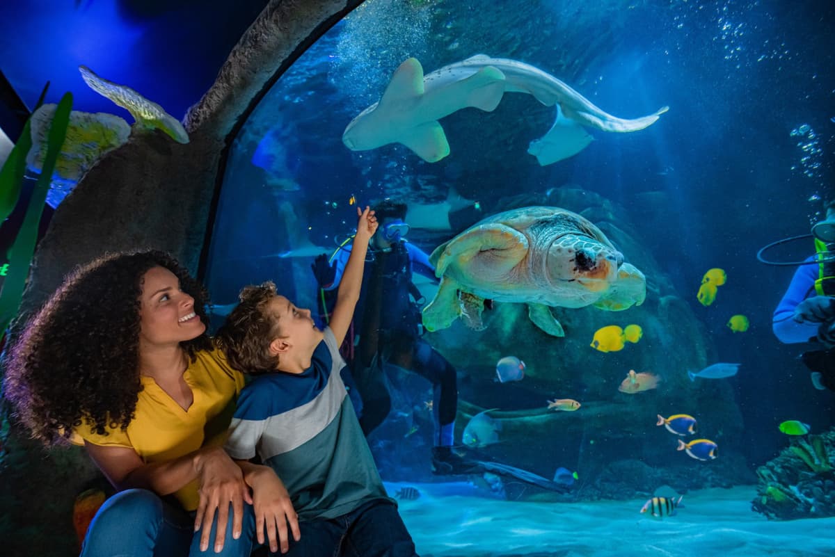 COMBO: The Orlando Eye + SEA LIFE Orlando Aquarium Ticket