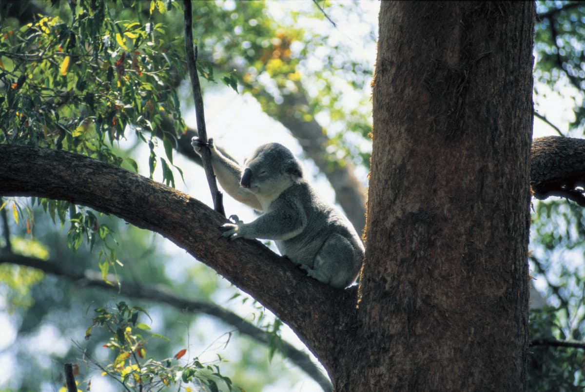 Lone Pine Koala Sanctuary Entry Ticket with Cruise